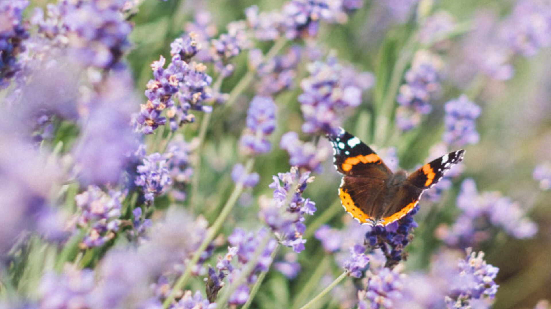 Ein Schmetterling sitzt auf einer Lavendelblüte.